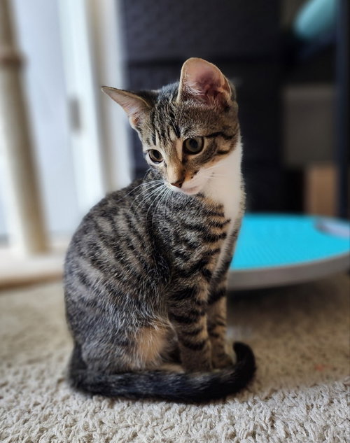 Cupcake, an adoptable Tabby in Ocala, FL