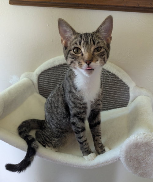 Cupcake, a cat for adoption from Sheltering Hands, Inc