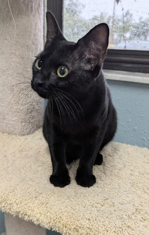 Nike, a cat for adoption from Sheltering Hands, Inc