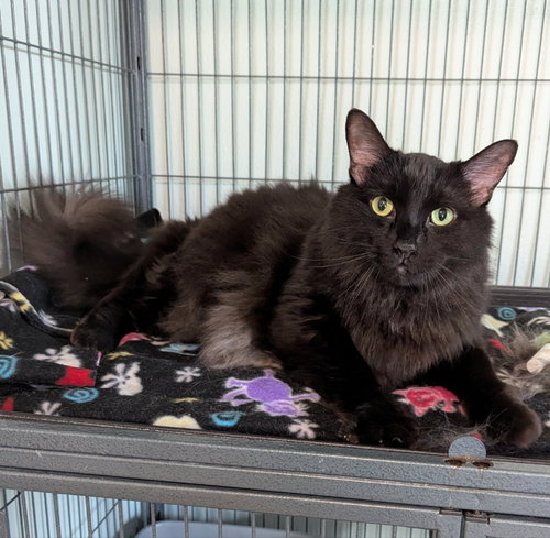 Cecil, Senior Maine Coon / Domestic Long Hair / Mixed (long coat), cat for adoption in Ocala, Florida