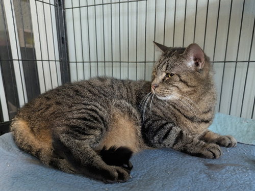 Adeline, Senior Maine Coon / Domestic Short Hair / Mixed (short coat), cat for adoption in Ocala, Florida