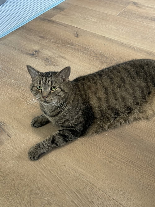 Adeline, an adoptable Maine Coon in Ocala, FL