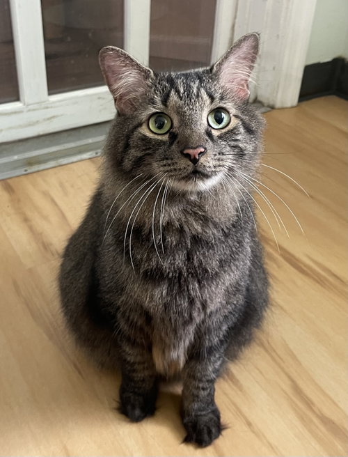 Montgomery, an adoptable Tabby in Ocala, FL