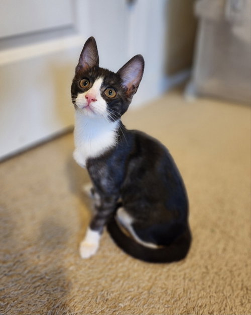 Isabele, a cat for adoption from Sheltering Hands, Inc