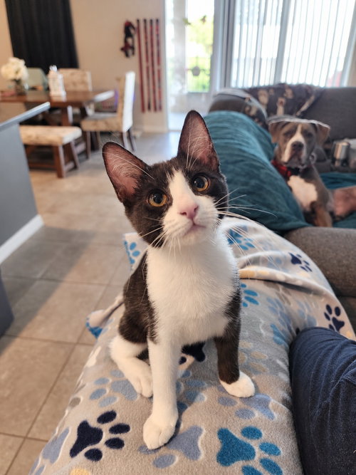 Alec, a cat for adoption from Sheltering Hands, Inc