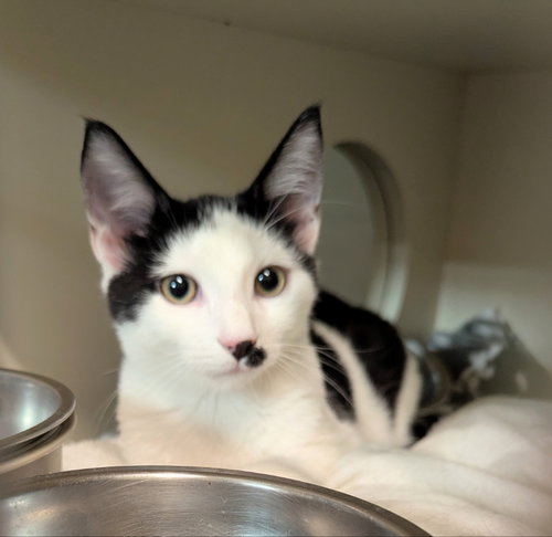 Castor, a cat for adoption from Sheltering Hands, Inc
