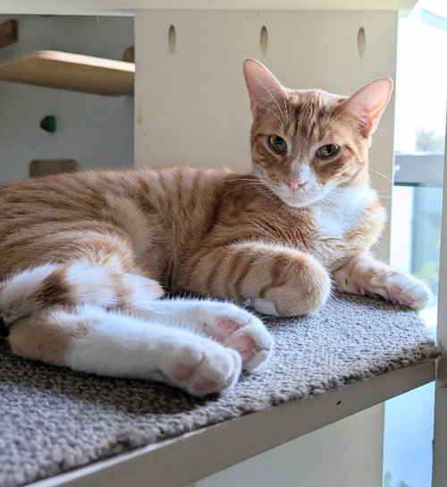 Pieter, an adoptable Tabby in Ocala, FL
