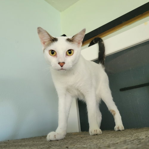 Kattigan