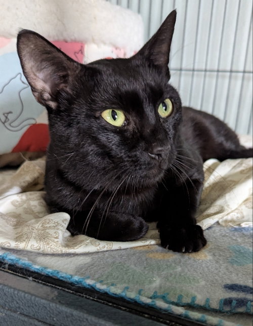 Berlioz