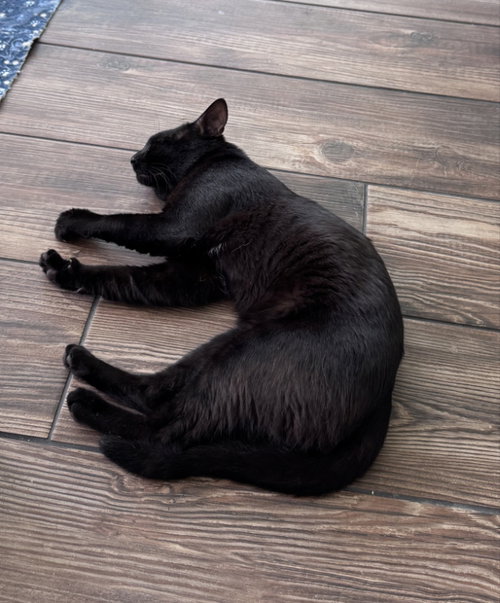 Berlioz photo 5