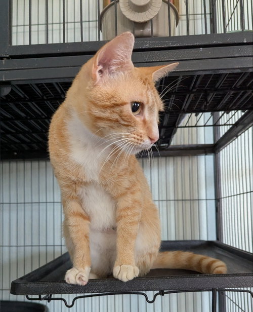 Betelgeuse