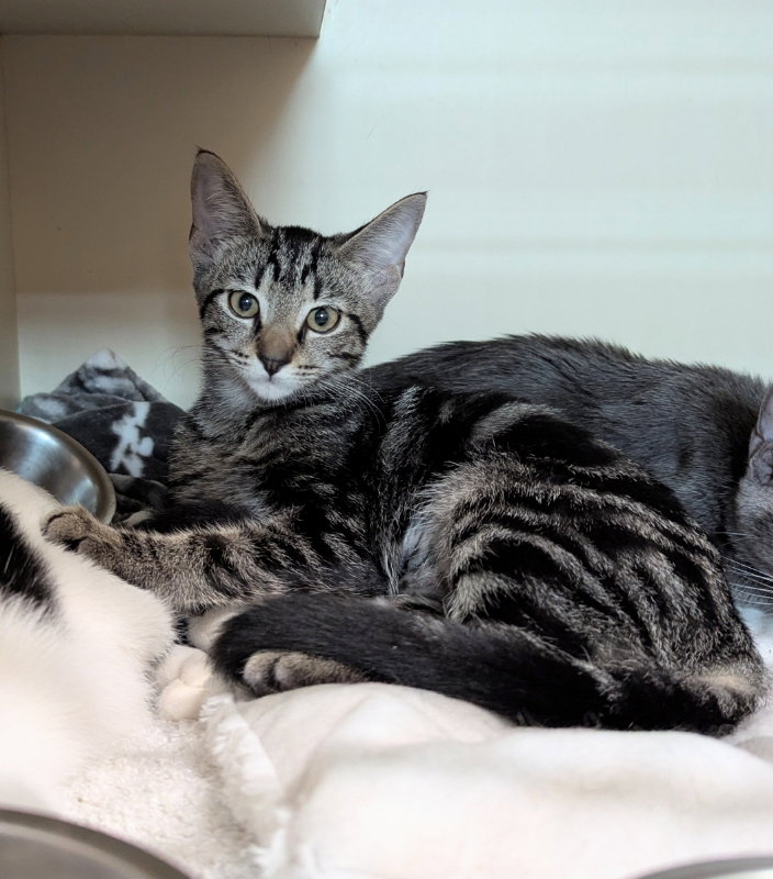 Leda, Tabby