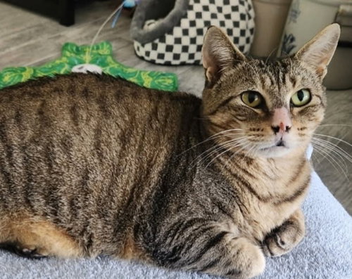 Tiggy, a cat for adoption from Sheltering Hands, Inc