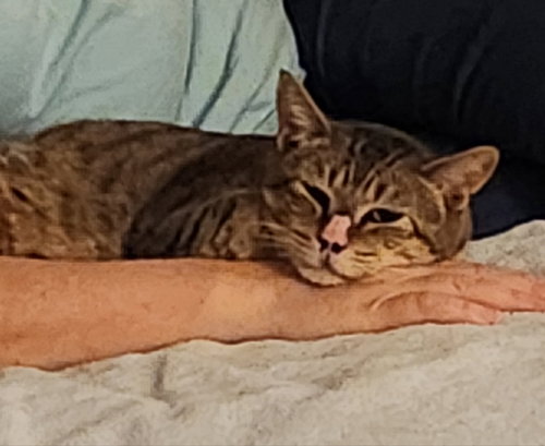 Photo 4 of Tiggy