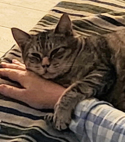 Photo 3 of Tiggy