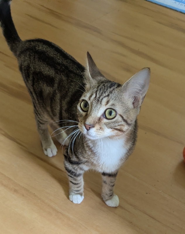 Magnus, Tabby