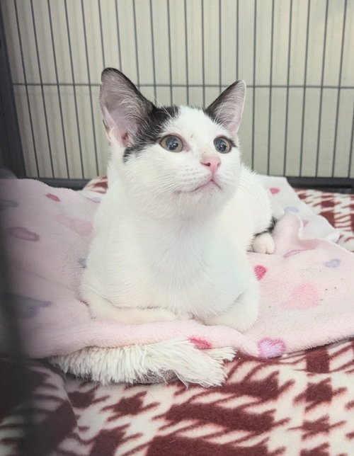 The Baconator, a young female cat up for adoption