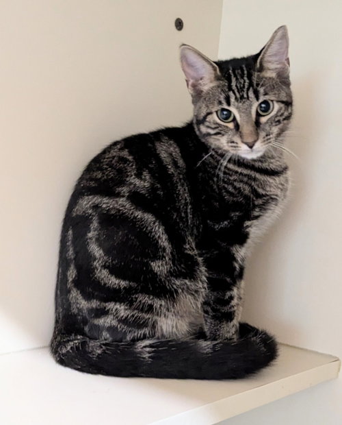 Pablo, a cat for adoption from Sheltering Hands, Inc
