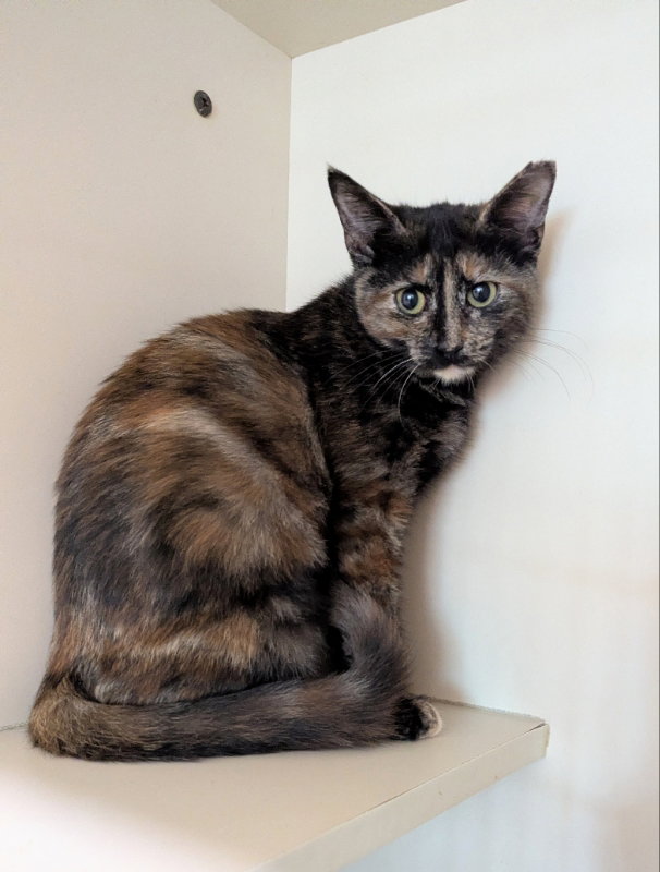 Paloma, Tortoiseshell
