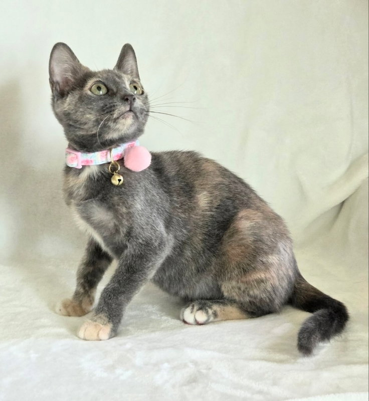 Melody, Tortoiseshell