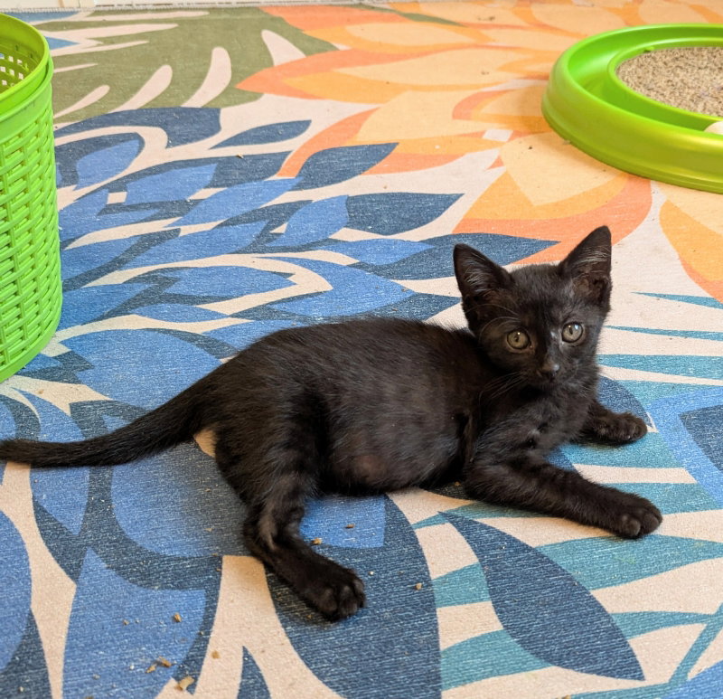 Small Fry, photo 7
