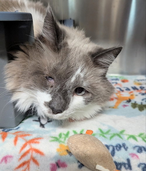 Forte, a cat for adoption from Sheltering Hands, Inc