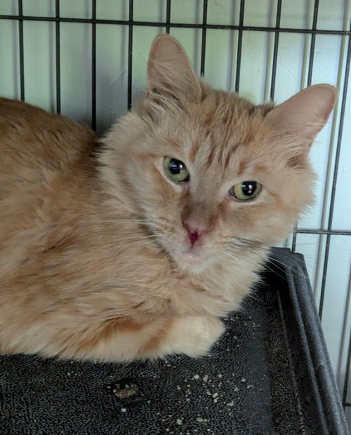 Sieanna, a cat for adoption from Sheltering Hands, Inc