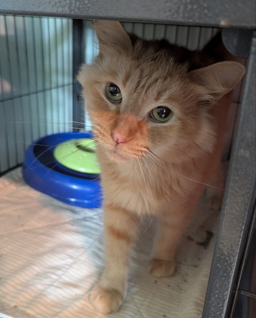 Sieanna, an adult female Tabby cat up for adoption
