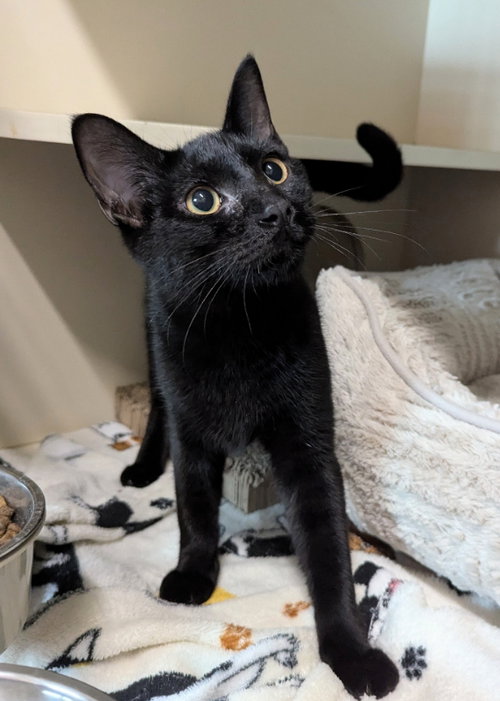 Splish Splash, a cat for adoption from Sheltering Hands, Inc