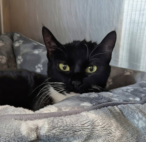 Squish Squash, a cat for adoption from Sheltering Hands, Inc