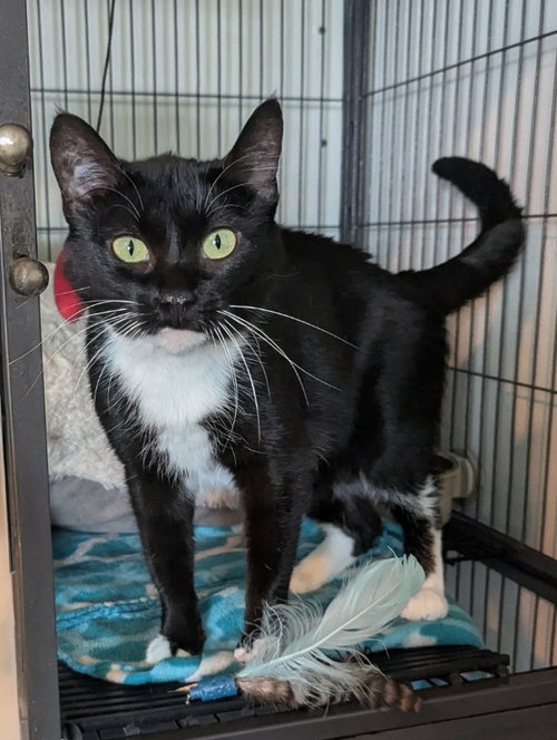 Squish Squash, an adult female Tuxedo cat up for adoption
