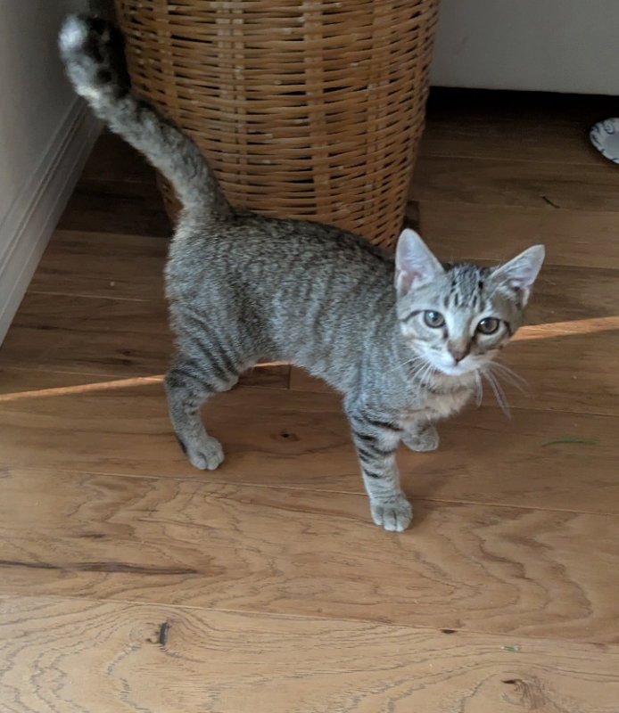 Mouse, photo 4