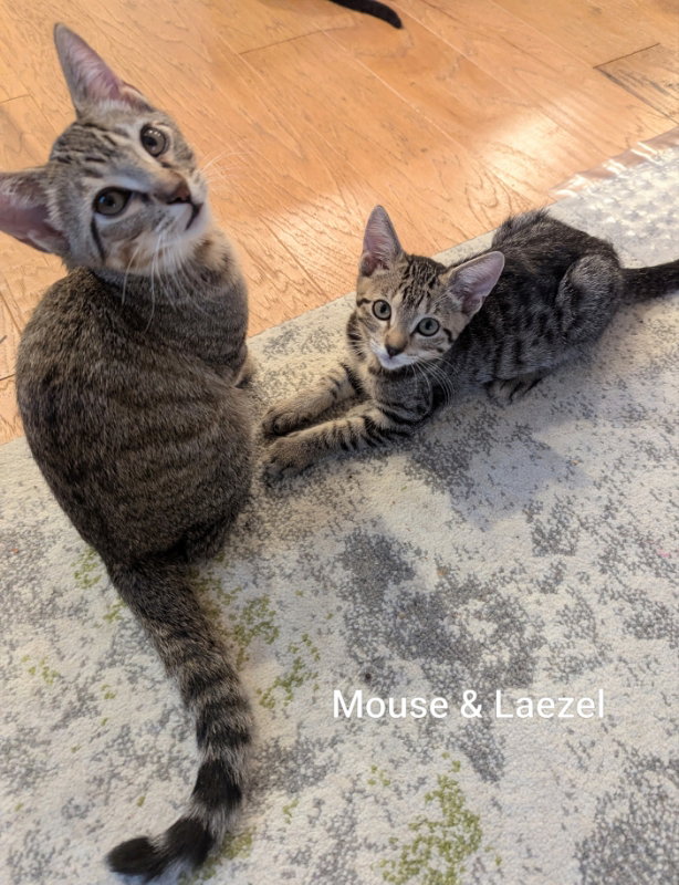 Mouse, photo 3