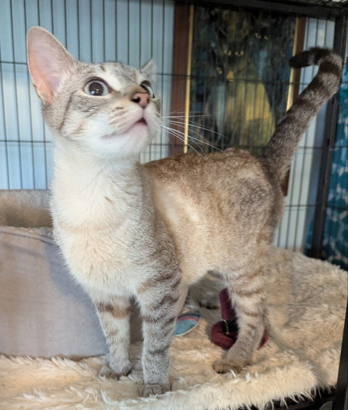 Zucchini, a cat for adoption from Sheltering Hands, Inc