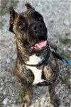 adoptable Dog in , FL named BRUNO