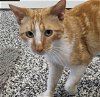 adoptable Cat in  named COLBY JACK