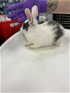 adoptable Rabbit in  named HOPKINS