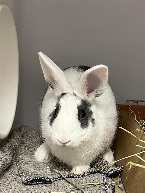 adoptable Rabbit in Palmetto, FL named HOPKINS