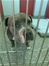 adoptable Dog in  named ROXIE