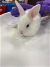 adoptable Rabbit in  named BUGS