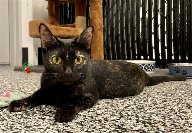 adoptable Cat in Palmetto, FL named MEOWKENZIE