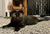 adoptable Cat in Palmetto, FL named MEOWKENZIE