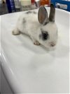 adoptable Rabbit in  named A120744