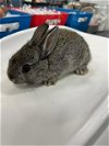 adoptable Rabbit in  named A120746