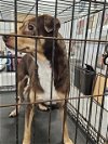 adoptable Dog in  named A122086