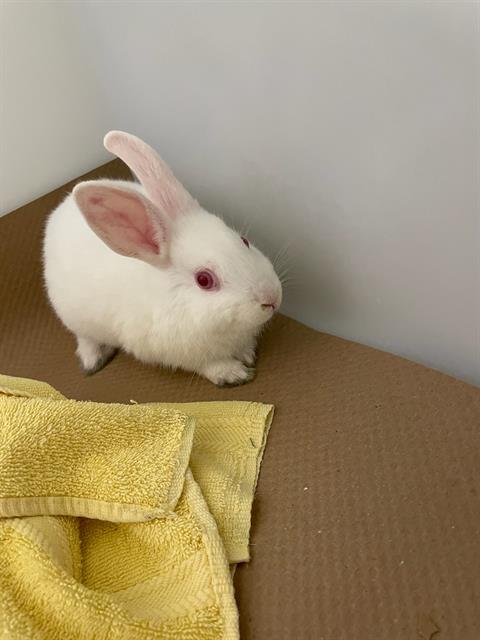 adoptable Rabbit in Palmetto, FL named A120505