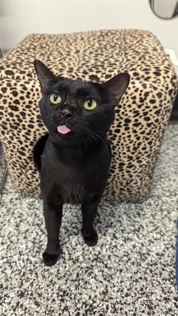 adoptable Cat in Palmetto, FL named BINX