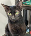 adoptable Cat in Palmetto, FL named RADAR JANE