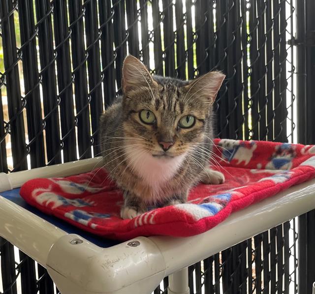 adoptable Cat in Palmetto, FL named SHORTIE