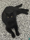 adoptable Cat in Palmetto, FL named MIDNIGHT